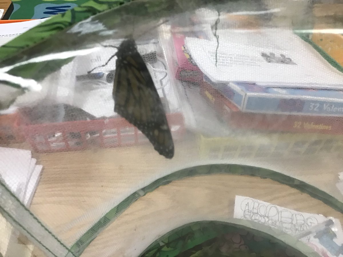 Pamela Sahingoz tweet media