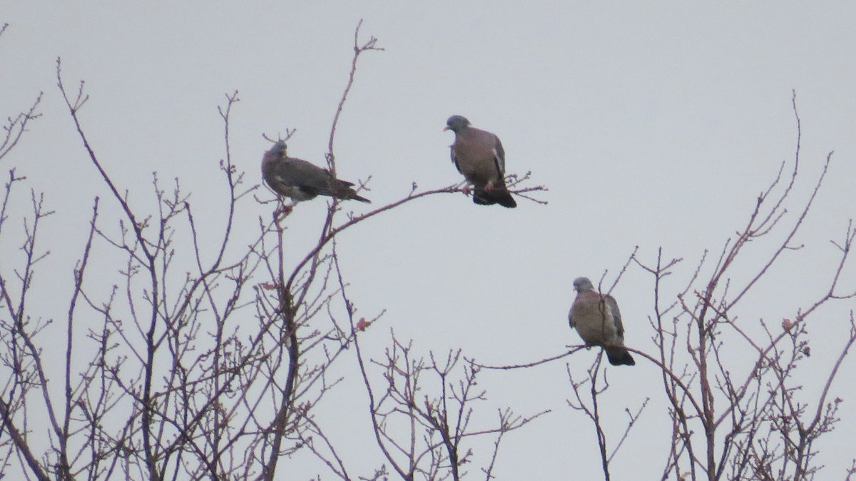 inja5248's tweet photo. zag boven 't #Kranenbroek honderden vogels vliegen
#geruisloos in de mist
wist niet dat #duiven in zo'n grote groepen vliegen 🕊️
@Sovon
@vogelnieuws https://t.co/ebdpW7fJKv