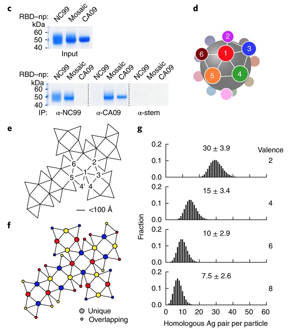 mmw_lmw's tweet photo. #Mosaic_NanoParticle display of #Influenza hemaglutinins | Elicit broad #B_cell_Responses | Barney Graham @NIH @NatImmunol https://t.co/4ozWD7CEs4 https://t.co/Mlebwq6IyV