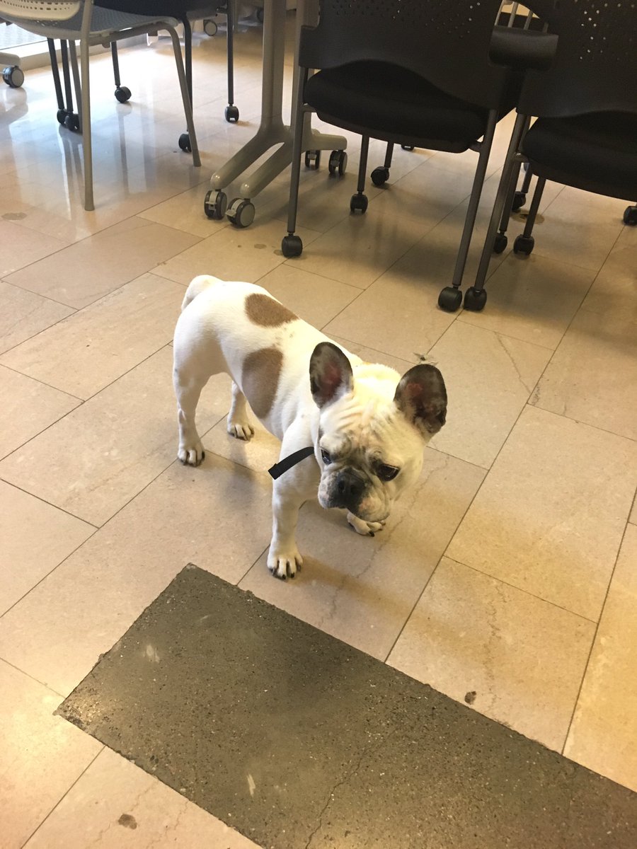 LaunchDoggly on lunch dog patrol
