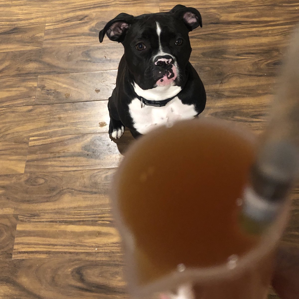 What’s my ABV clocking in at? #HomeBrew #Chicago #ChicagoCraftBeer #TheHomebrewPooch
