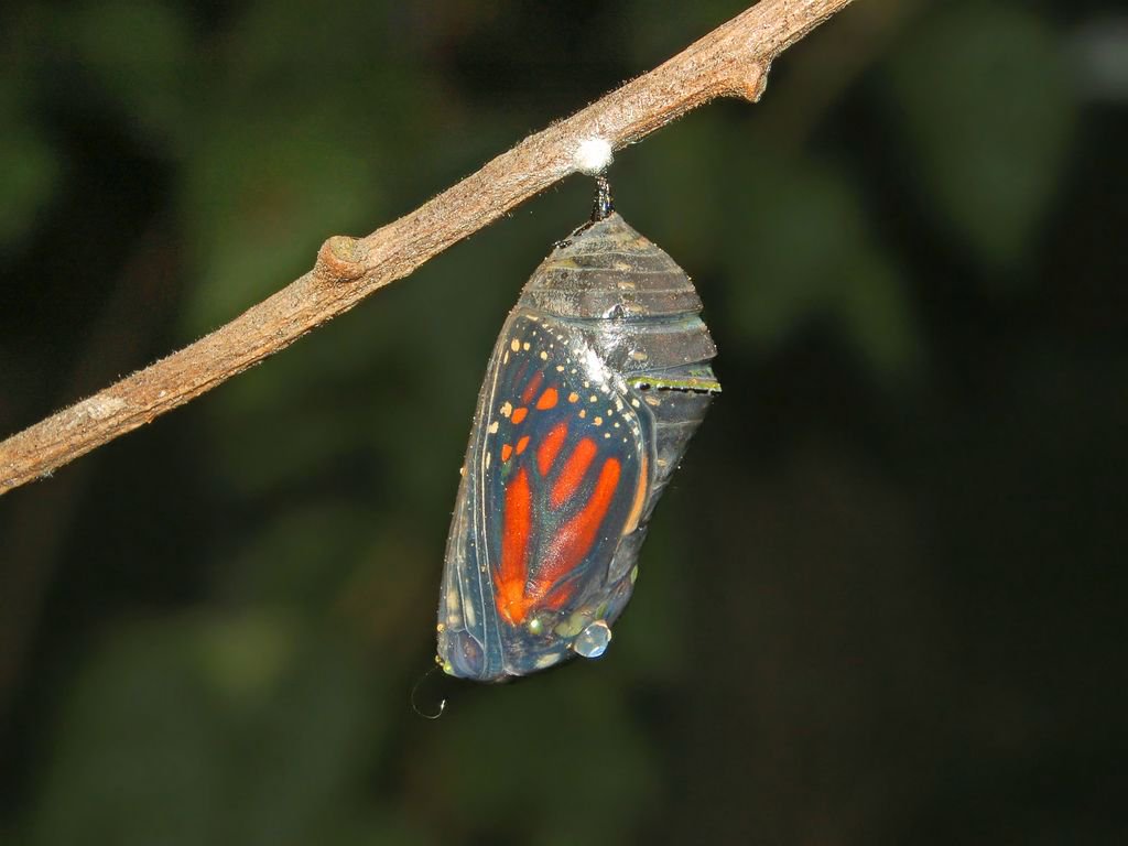 This #beautiful #butterfly is about to emerge from its Chrysalis! #Nature #Natureiscool