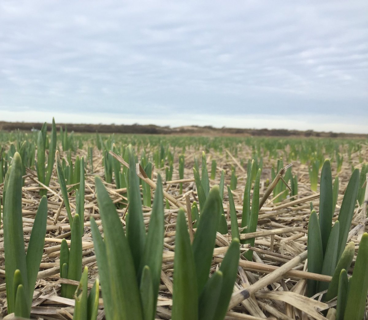 Prachtig hoe de velden beetje bij beetje weer groener worden #narcissen #bloembollenteelt