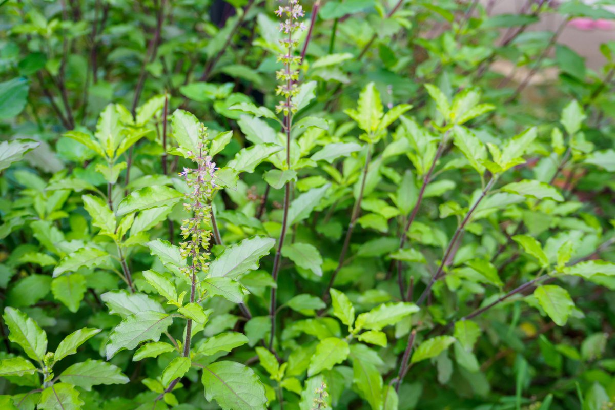 LiveLightHerbs's tweet photo. Progesterone is an essential female sex hormone that occurs naturally in the body to maintain reproductive health. The production can be affected by stress &amp; anxiety, causing irregular periods &amp; fatigue. Herbs to help lower stress levels include Tulsi, Ashwagandha &amp; Rhodiola. https://t.co/7qNW4V5t0J