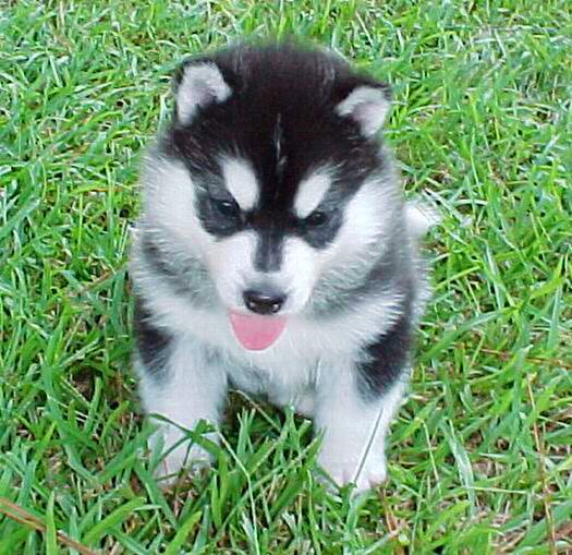 #BestAtHomeContest  Siberian Husky Hawk age 3 weeks
