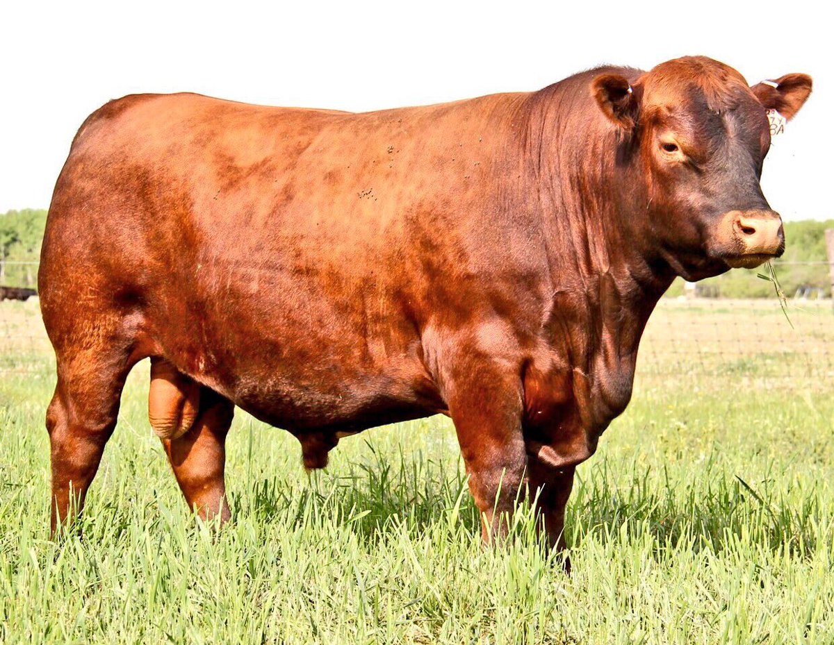 EdieCreekAngus's tweet photo. Tried to recruit a few of a customerโs bred heifers sired by our #EasyRed bull to join our bred heifers in our sale, but he figured they were taking his cowherd in the right direction, so heโd keep them.
10 #EasyRed sons sell in our sale-your chance 2 make ur cowherd better! ๐๐ป https://t.co/tEkvIhyXK3
