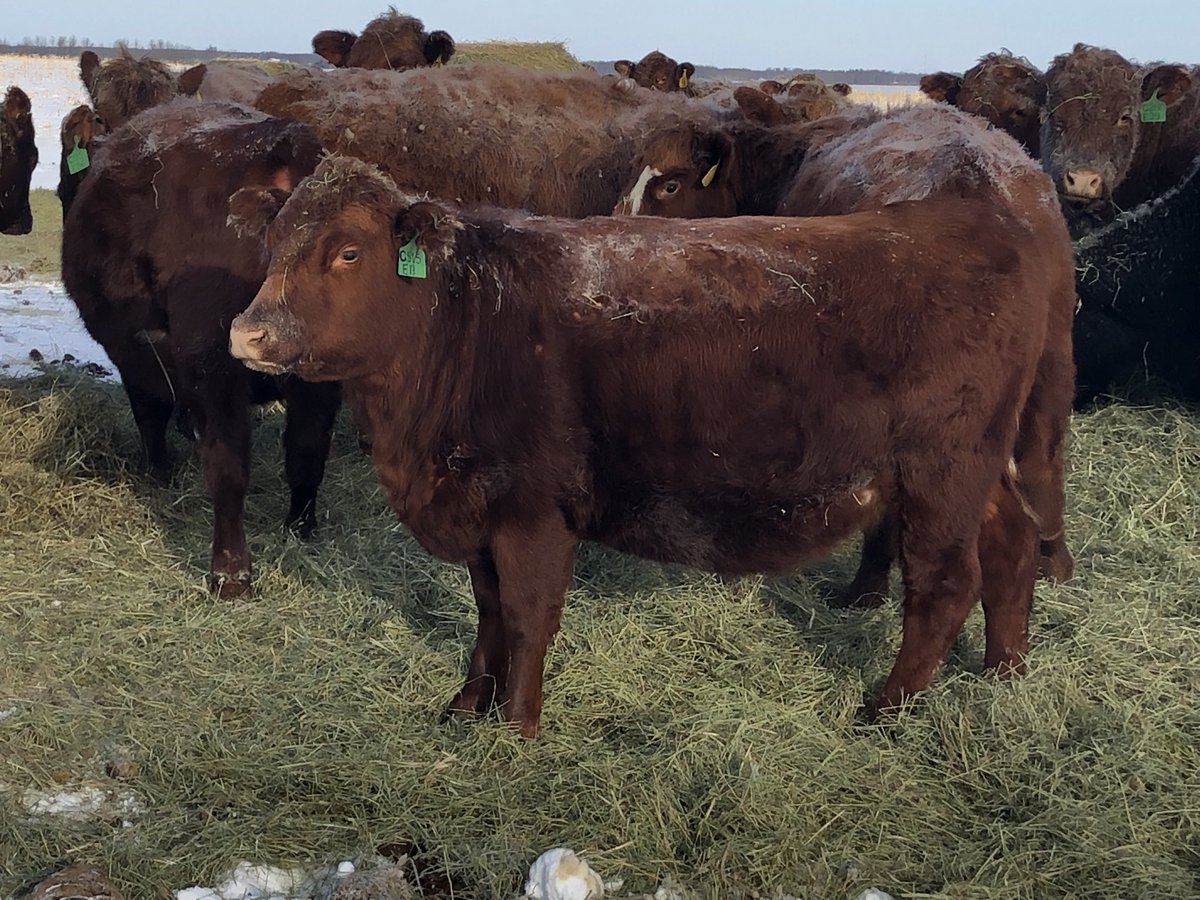 EdieCreekAngus's tweet photo. Tried to recruit a few of a customerโs bred heifers sired by our #EasyRed bull to join our bred heifers in our sale, but he figured they were taking his cowherd in the right direction, so heโd keep them.
10 #EasyRed sons sell in our sale-your chance 2 make ur cowherd better! ๐๐ป https://t.co/tEkvIhyXK3