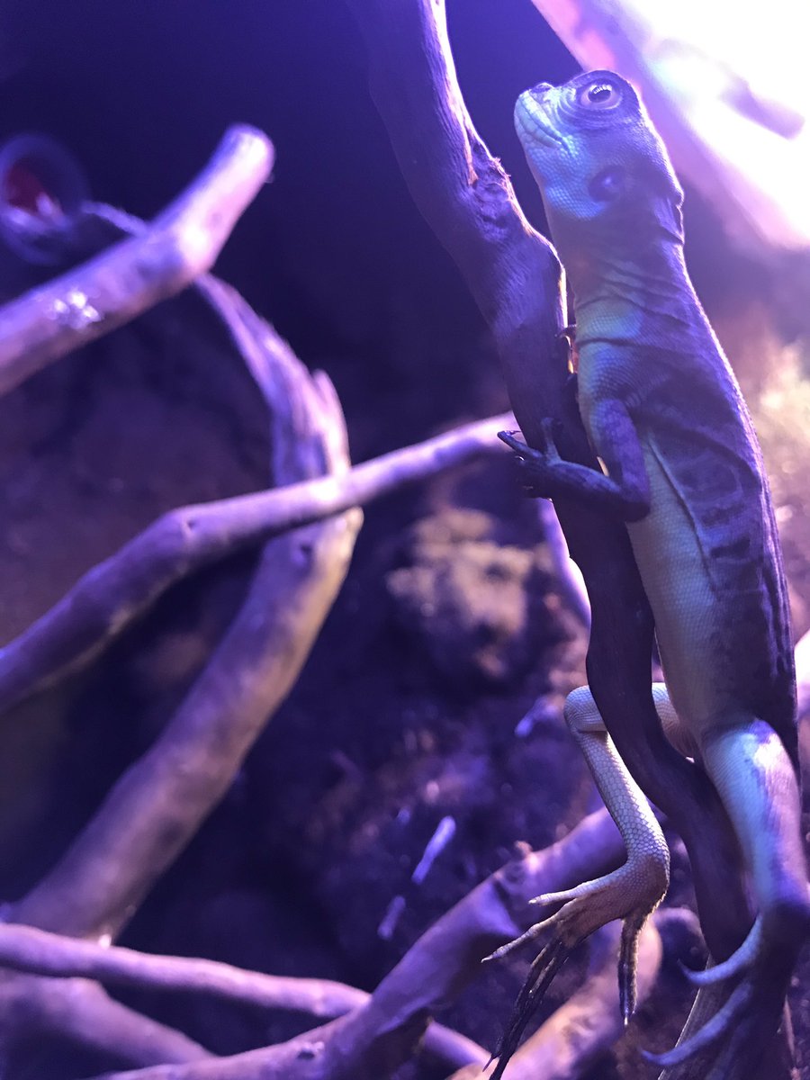 J_Vilhelmsson's tweet photo. My little baby Dino #basilisk https://t.co/5TvZllG5Yp