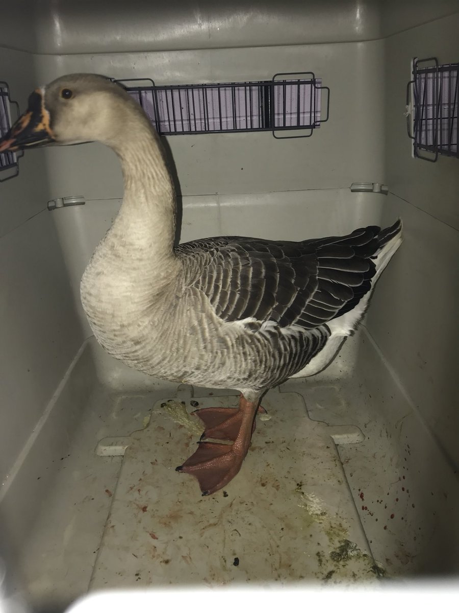 OxfordOhioPD's tweet photo. Our first prisoner of the day. But where do we put the handcuffs? https://t.co/Vbc5NqRDO4