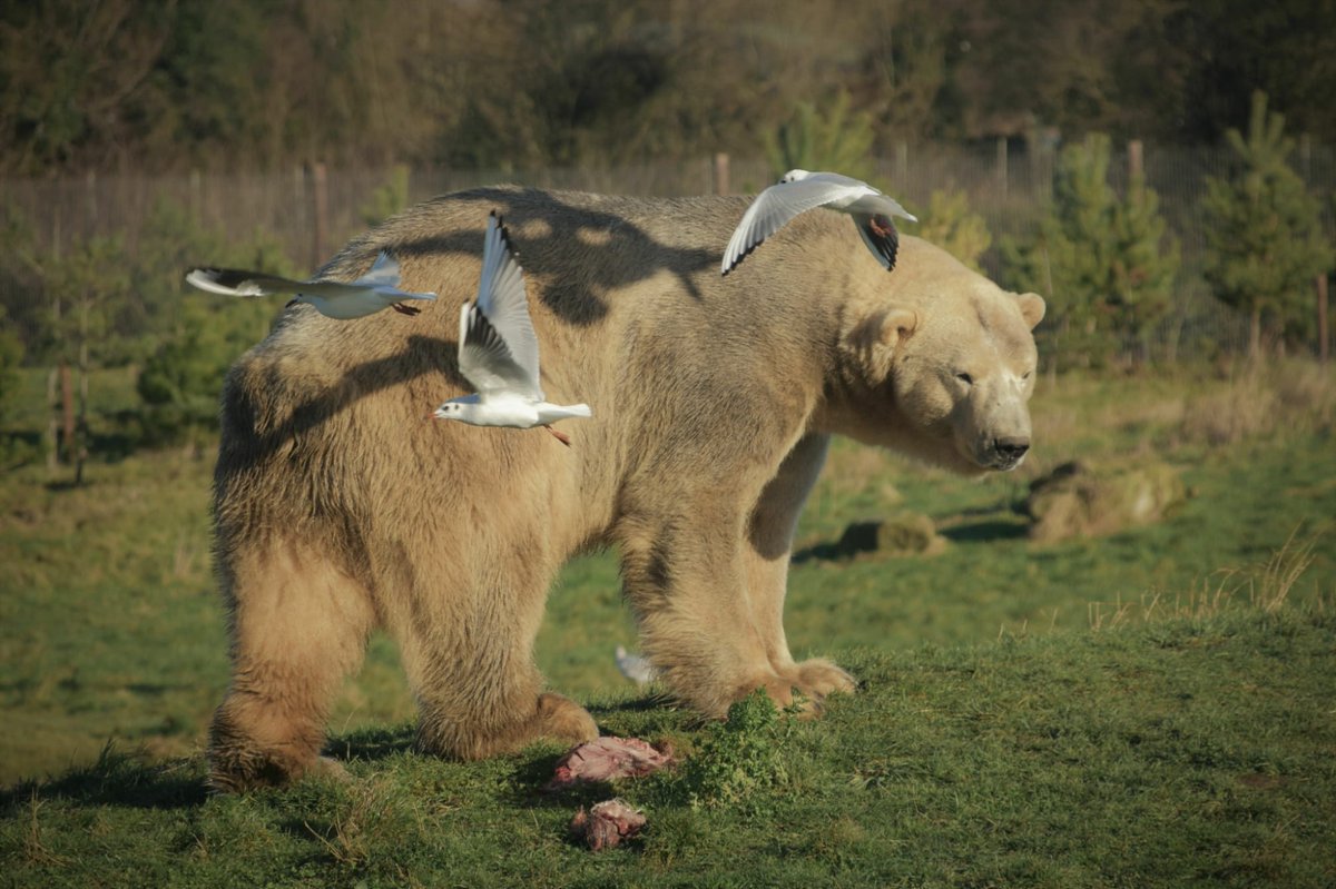 RBPhotography9's tweet image. A photograph of my recent outing to yorkshire wildlife park from a couple of weeks ago. Stay in touch for more of my outing uploads, photoshoots and the chance of winning one of my competitions within the next couple of weeks!