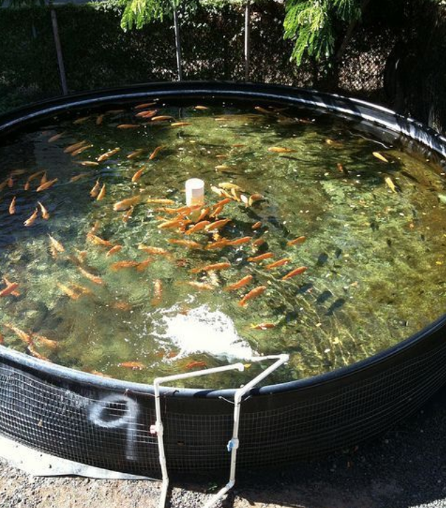 Backyard Catfish Farming
