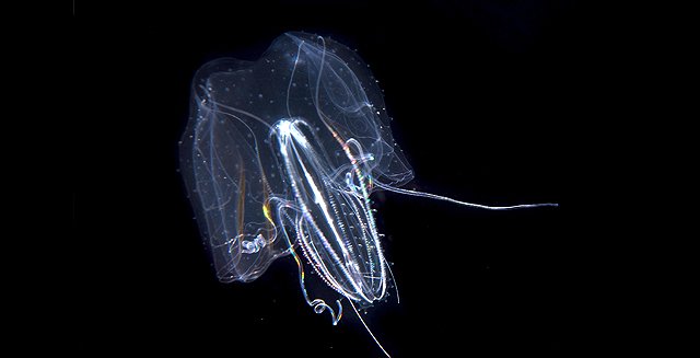 MBARI_News's tweet image. Happy #DarwinDay! 

The #DEEPC team studies #ctenophores to answer long-standing questions about #evolution in the ocean: mbari.org/ctenophore-evo… @beroe @thuesen_v @Whitney_Lab