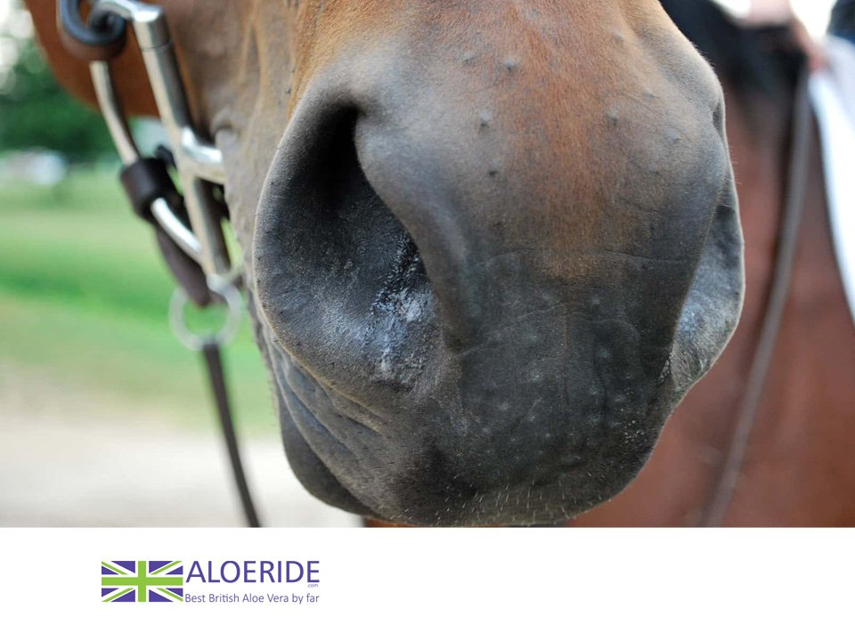 How to reduce the risk of Equine Influenza... click ow.ly/a33e30nFQRG 
 
#equineinfluenza, #equineflu, #equiflunet, #influenza, #flu, #racehorse, #racehorses, #thoroughbredtraining, #thoroughbredracing, #racehoretraining, #racehorsetrainer, #horseracing, #horsetrainers
