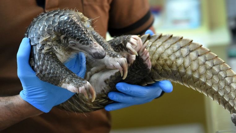 nsnegronis's tweet photo. Harmless little endangered, shy and defenceless animals. Like rhino horn and lion bones their scales are not going to help the nether regions. 😢

More than 27 tonnes of pangolins and their scales seized from traffickers in Malaysia https://t.co/FVwCKcYVv2