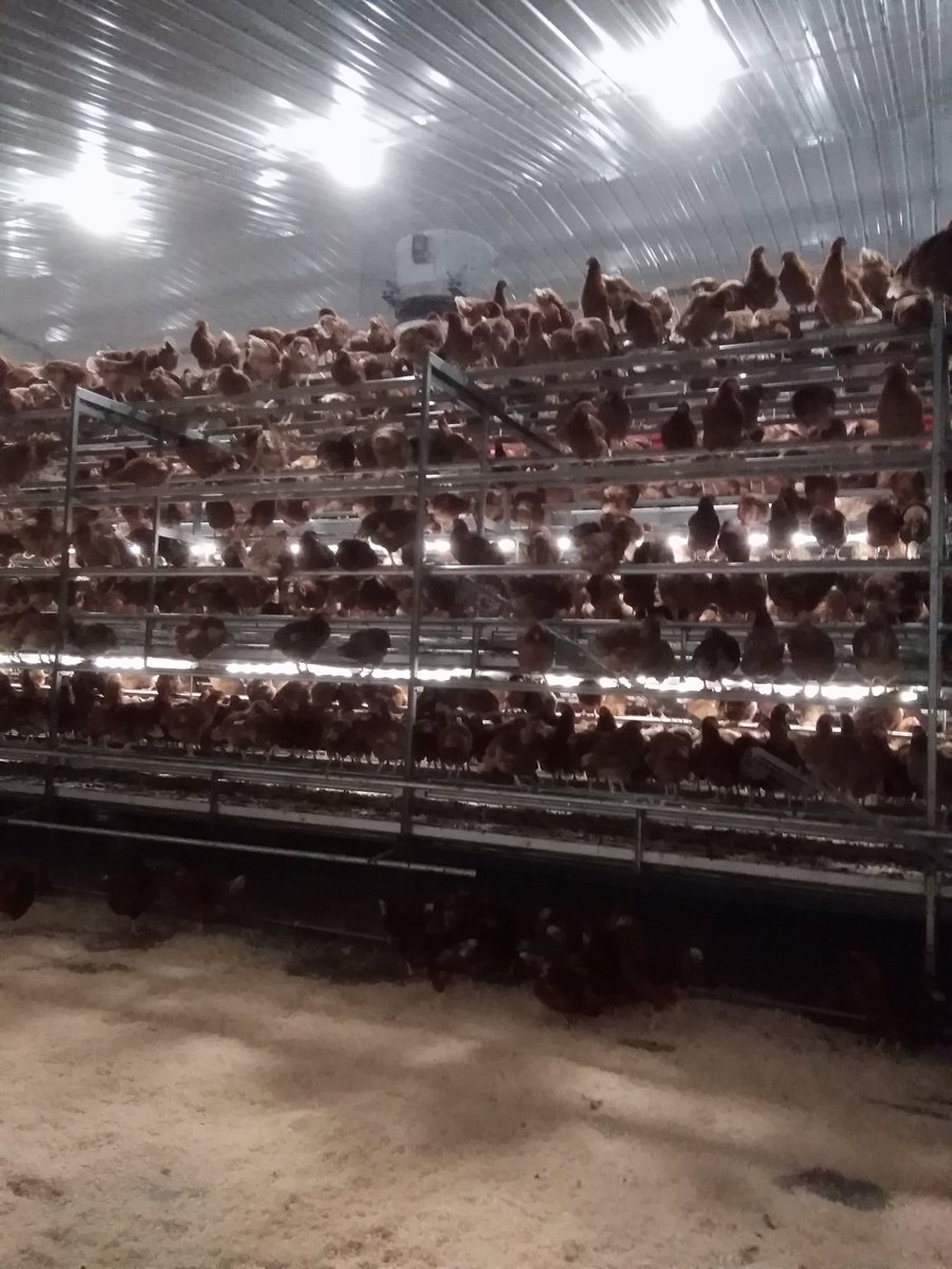 SamA_Chicks's tweet photo. 16000 stunning Shavers placed today on another Veranda Gallery Double in Yorkshire, another 16000 coming tomorrow.
#beautifulbirds
#highestwelfare
@VencomaticUK https://t.co/K7WTcFbPHn