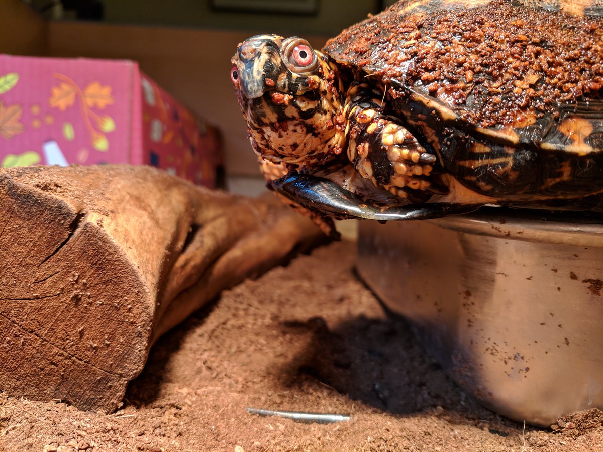 JoshDataTurtle's tweet image. The paparazzi are everywhere. That's why I always try to look my best.