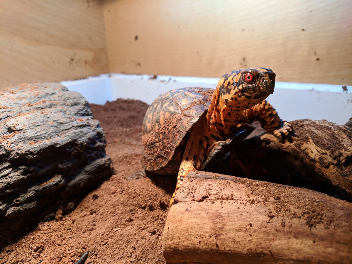 JoshDataTurtle's tweet image. The paparazzi are everywhere. That's why I always try to look my best.