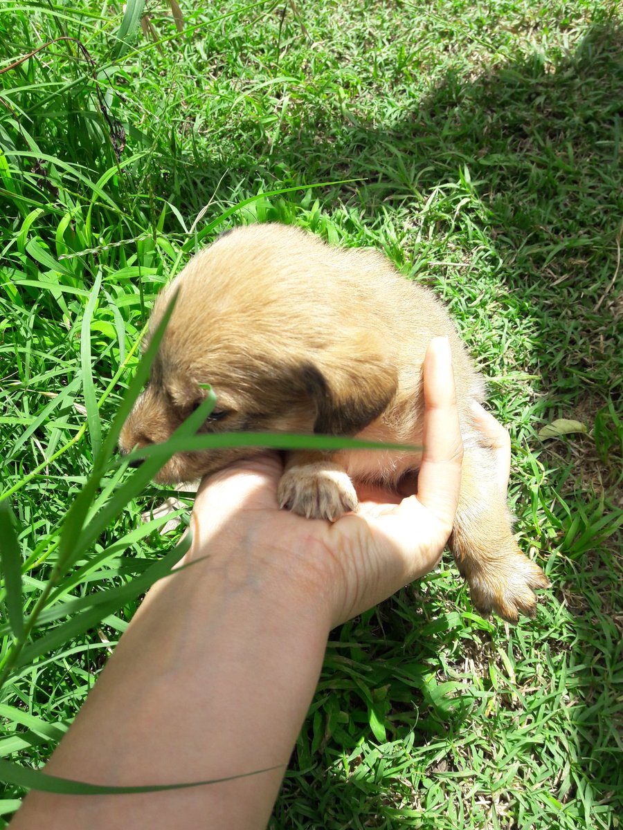 Buenas!! Tengo 8 perritos para dar!! Solo ellos tres se dejaron sacar fotos 🤗 Si me ayudan con un RT, les agradezco pilaaa 😍🐶