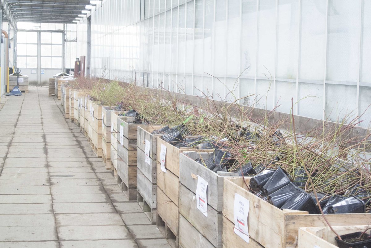 Thousands of Blueberries shipped all across UK &amp; Europe this month! One popular variety has been "Legacy" due to its fabulous heavy production. "Legacy" was also rated as one of the best flavoured varieties in USDA trials! Check out our availability here goo.gl/K8Lsvq