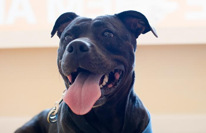 This is a story very close to our hearts. After over a year of waiting, Gypsy couldn't have found the more perfect home! Read about how the stars aligned for Gypsy and her new mom here. bit.ly/GypsyAdoption #SaveThemAll #adoption #happilyeverafter