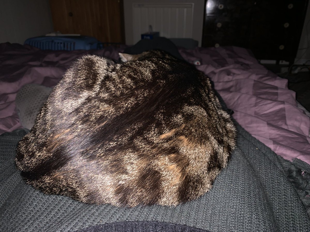 This is the most prettiest heating pad I’ve ever owned #FashionCat