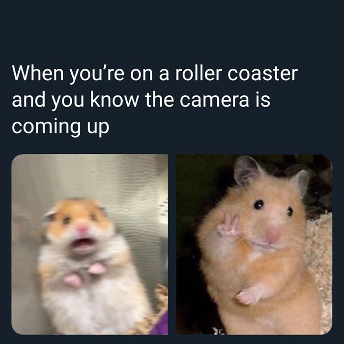 Online Alarm Clock on Twitter: "Coaster Camera Time ⏱ ✌ ✌  https://t.co/R84k6TDJGf #hamster #Hamsters #Gerbil #Gerbils #Pets #Meme # Memes #DankMemes https://t.co/5dzIr8EiGT" / Twitter