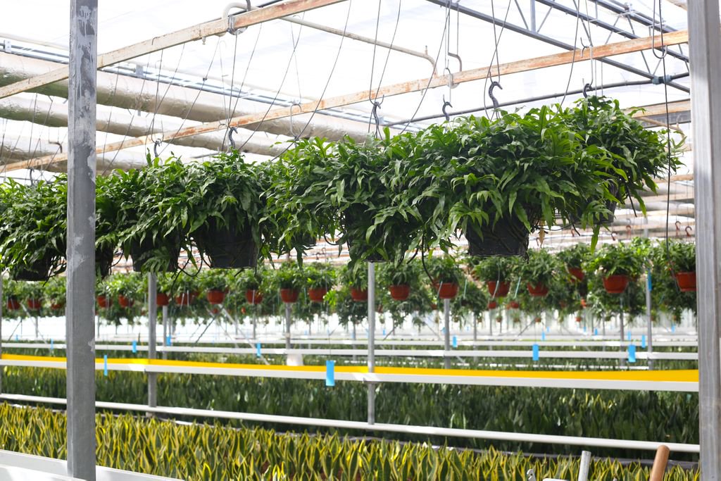 #Vacature//Welke ervaren #kweker wil #leiding geven aan de verdere ontwikkeling van onze unieke plantenkwekerij?
Voor onze kwekerij waar bijzondere (hang-) planten worden geteeld in #Aalsmeerderbrug, zoeken wij een #meewerkend #voorman (ft/pt).
Lees meer: buff.ly/2trfeU5