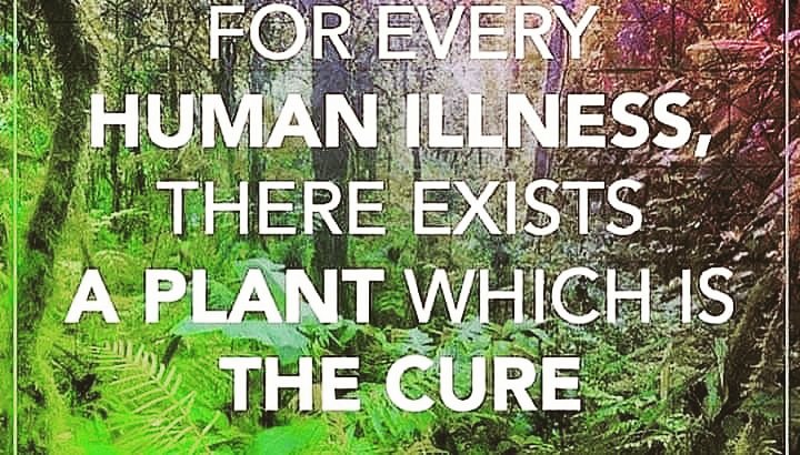 VHTruckers's tweet photo. #PlantsAreMedicine #HealYourself #PlantsOverPharmacy #HerbalHealing #VeganHerbalTruckers https://t.co/cfNCGSkniR