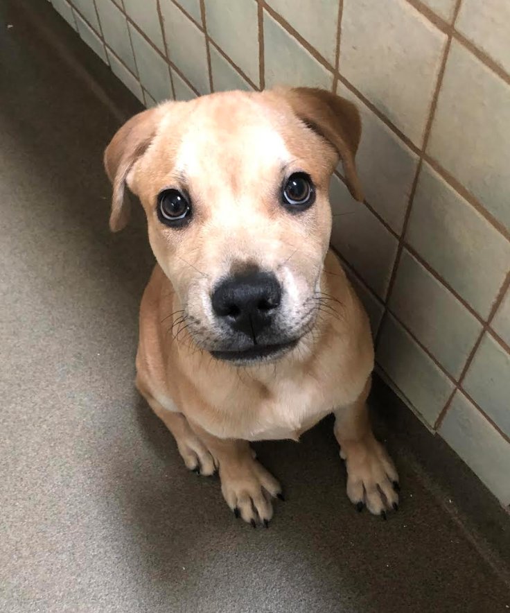 TriCounty Humane tweet media