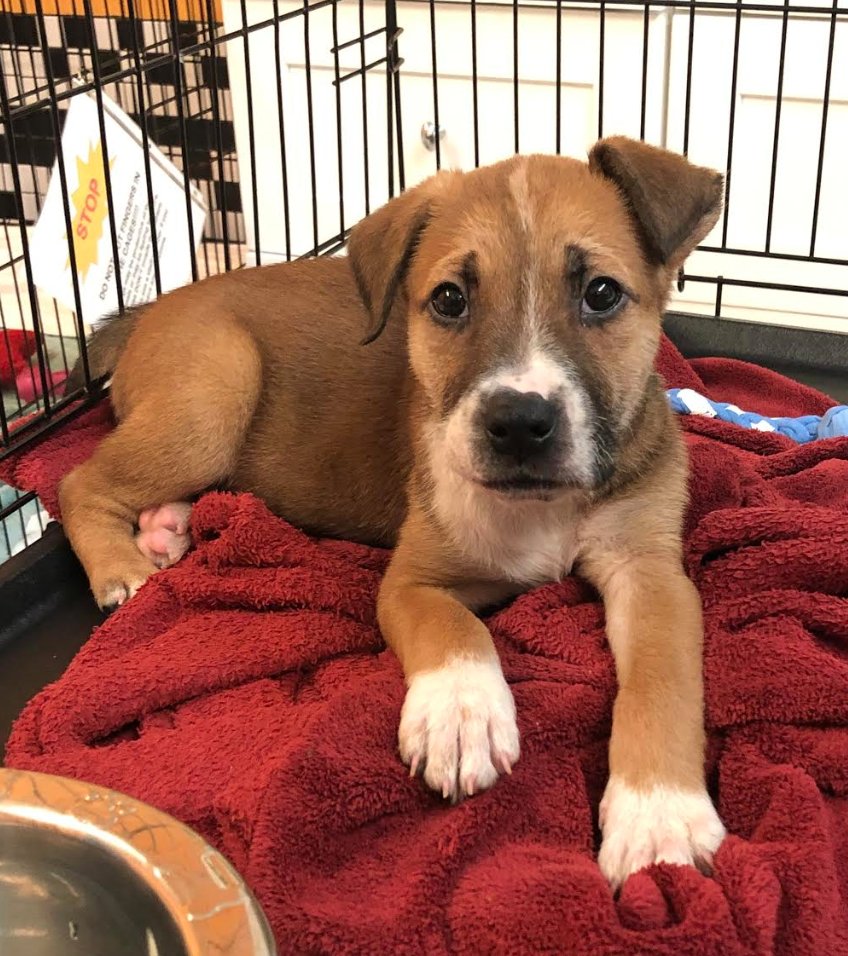 TriCounty Humane tweet media