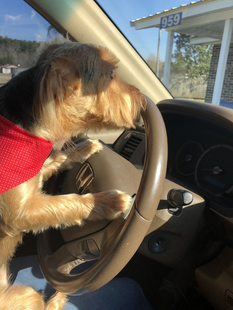 All clean and ready to roll let’s blow this Pupsicle stand! #lookinggoodfeelinggood #Dog #bestlife #doglife #Dogdriver #toocute #follobackforfolloback #rockingred #ValentinesDay