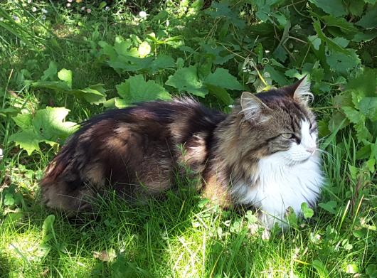 Alerte Animaux Perdu No Twitter Perdu Chat Tigre Et Blanc Poils Longs Nomme Loki A Pont Croix 29 Europeen T Co Jidnseeei2
