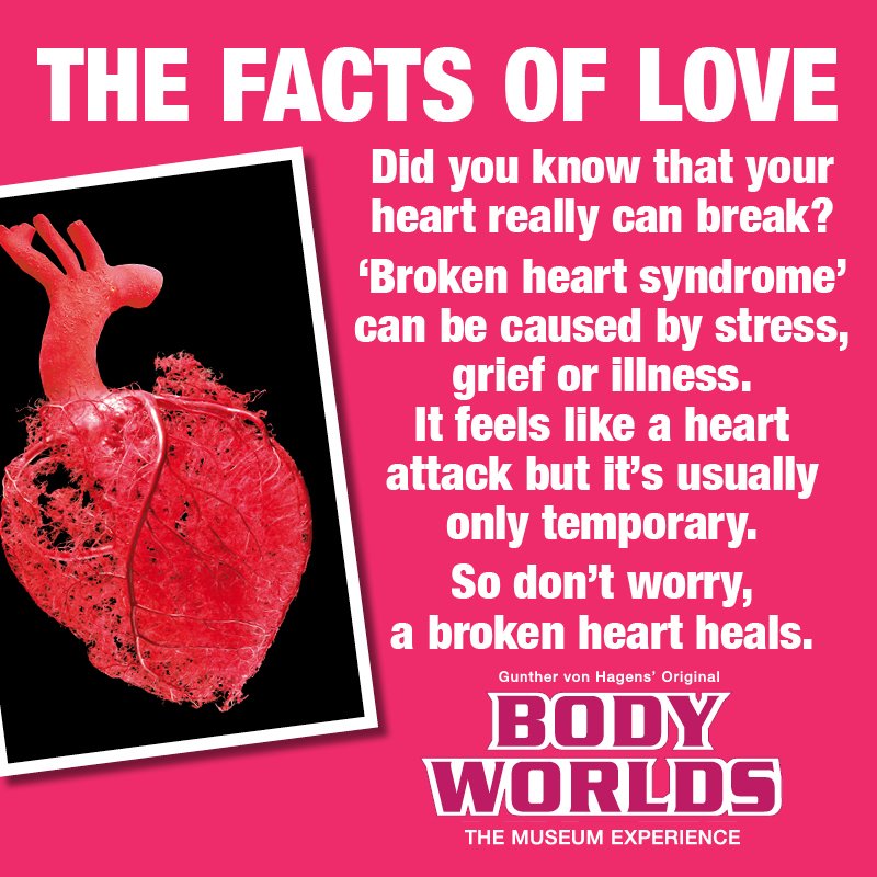 BodyWorldsLDN's tweet photo. Tweet someone who might need that extra bit of love this Valentine's Day #TheFactsofLove❤️

Discover more and visit BODY WORLDS in the heart of London this half term, book now https://t.co/y27nsog9yN https://t.co/us7AiSZuwB