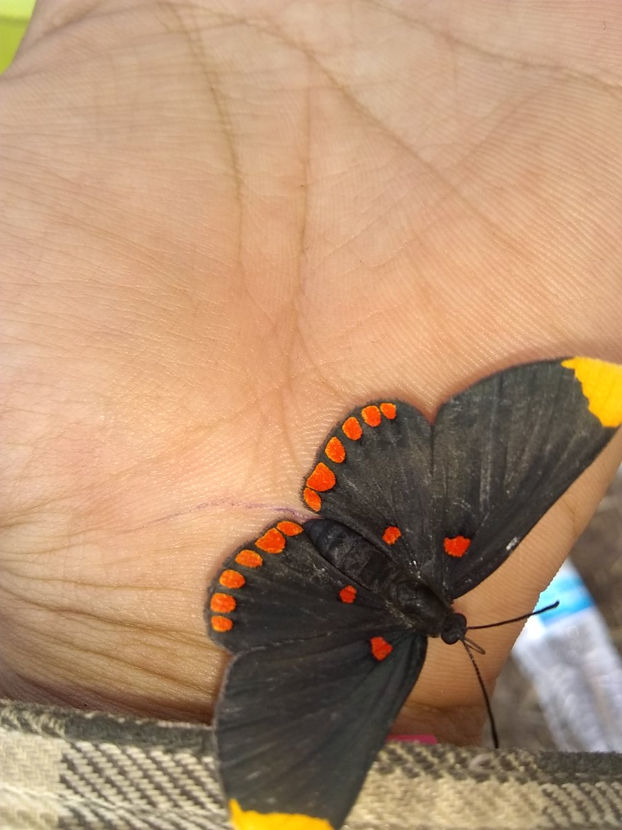 YaluiVillage's tweet photo. @EqualVoiceNetworkRGV #RGVLove #SomiSekVillage #YaluiVillage #StandWithButterfly

This beautiful butterfly joined us for breakfast this morning. This is why we love RGV and why we #DefendRGV #ProtectTheSacred https://t.co/6Top5bkfzf