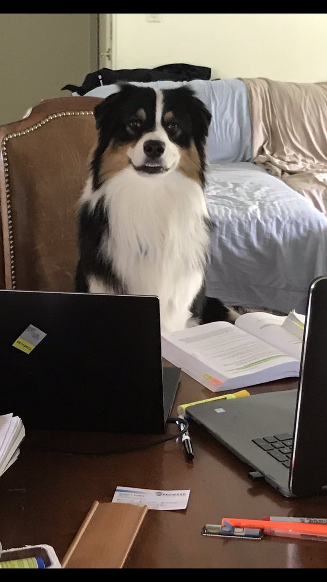 fooangel's tweet image. #bestinourshowhln #bestProgrammer Bear the Aussie