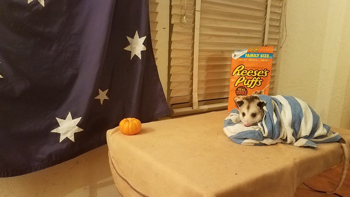 FloatzelBOT's tweet photo. bro dont eat my Reeses puffs please https://t.co/AOIA68aAmv