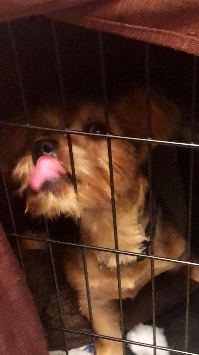 HangwithHenry's tweet photo. #TUT Ummmm ..mom ...what do you say we forget about me peeing on the rug and let me out of here 😉#Dogjail #Doggietimeout #Imadeitbetter #Yorkshire #Yorkie #badboy #SorryNotSorry https://t.co/R4ltwb7689