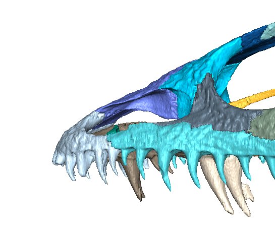 "Temnospondyls are super cool" -Darwin if he ever saw one and spoke like a Californian. This week's #TemnospondylTuesday is about "fangs" and "tusks!" #DarwinDay #scicomm

bryangee.weebly.com/blog

Pic: sneak peak of some temno CT - the biggest teeth are the "fangs/tusks!"
