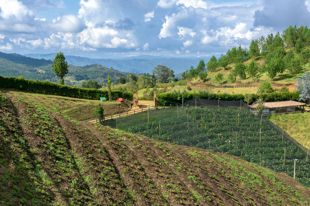 You're invited to meet the #flower farmers of Loma Linda. They spend their days cultivating a treasure trove of field-grown goodies in the tranquil, mountain town of Santa Elena. cannua.com