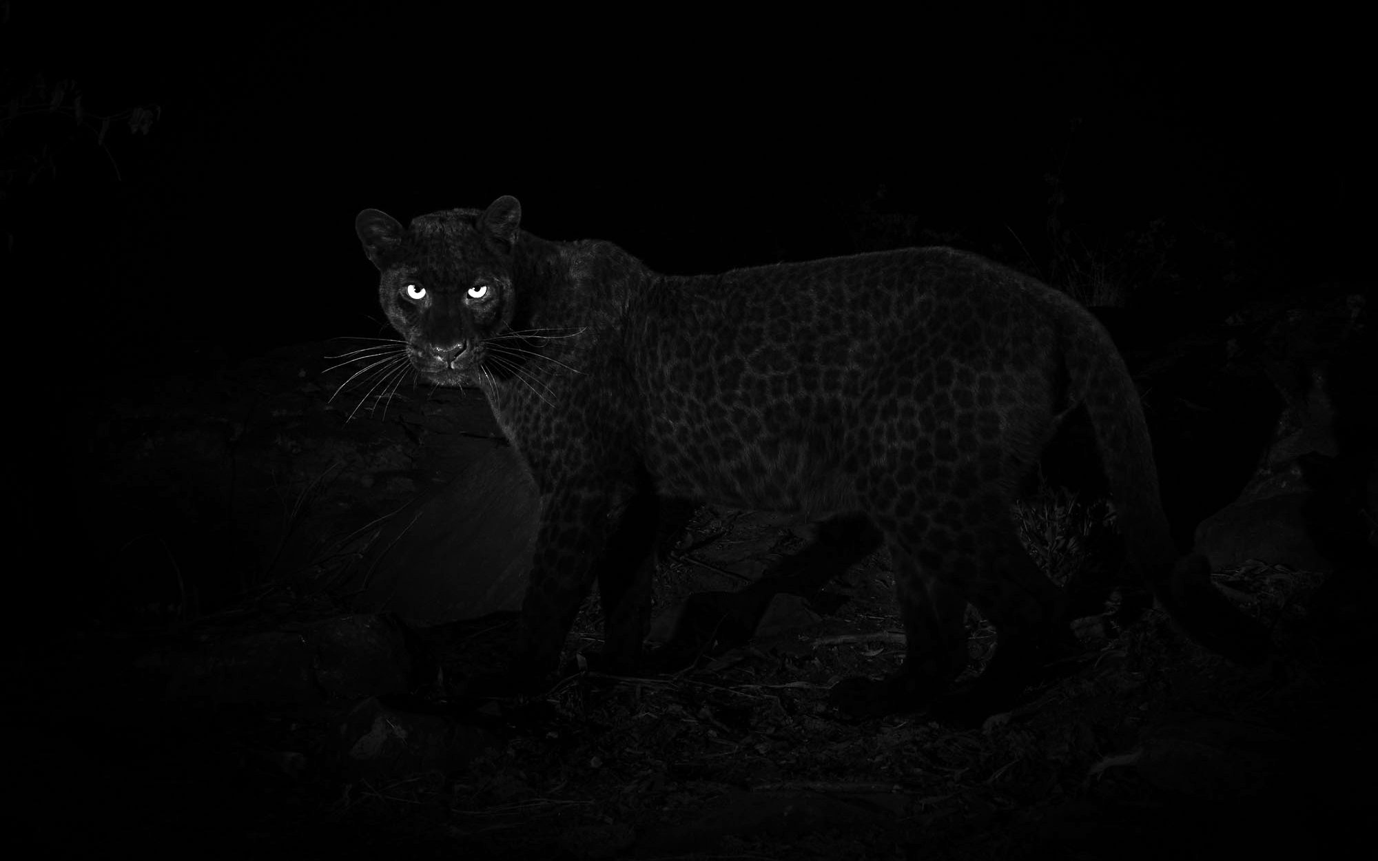 В Африке впервые за 100 лет заметили редкого чёрного леопарда Последний раз...