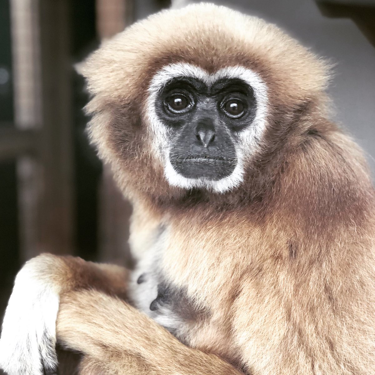 Great catching up with the monkeys <a href="/MonkeyIOW/">Monkey Haven🐵</a> today whilst registering with <a href="/VisitWightPro/">Visit Wight Pro</a> to promote #sustainabletravel to the #isleofwight