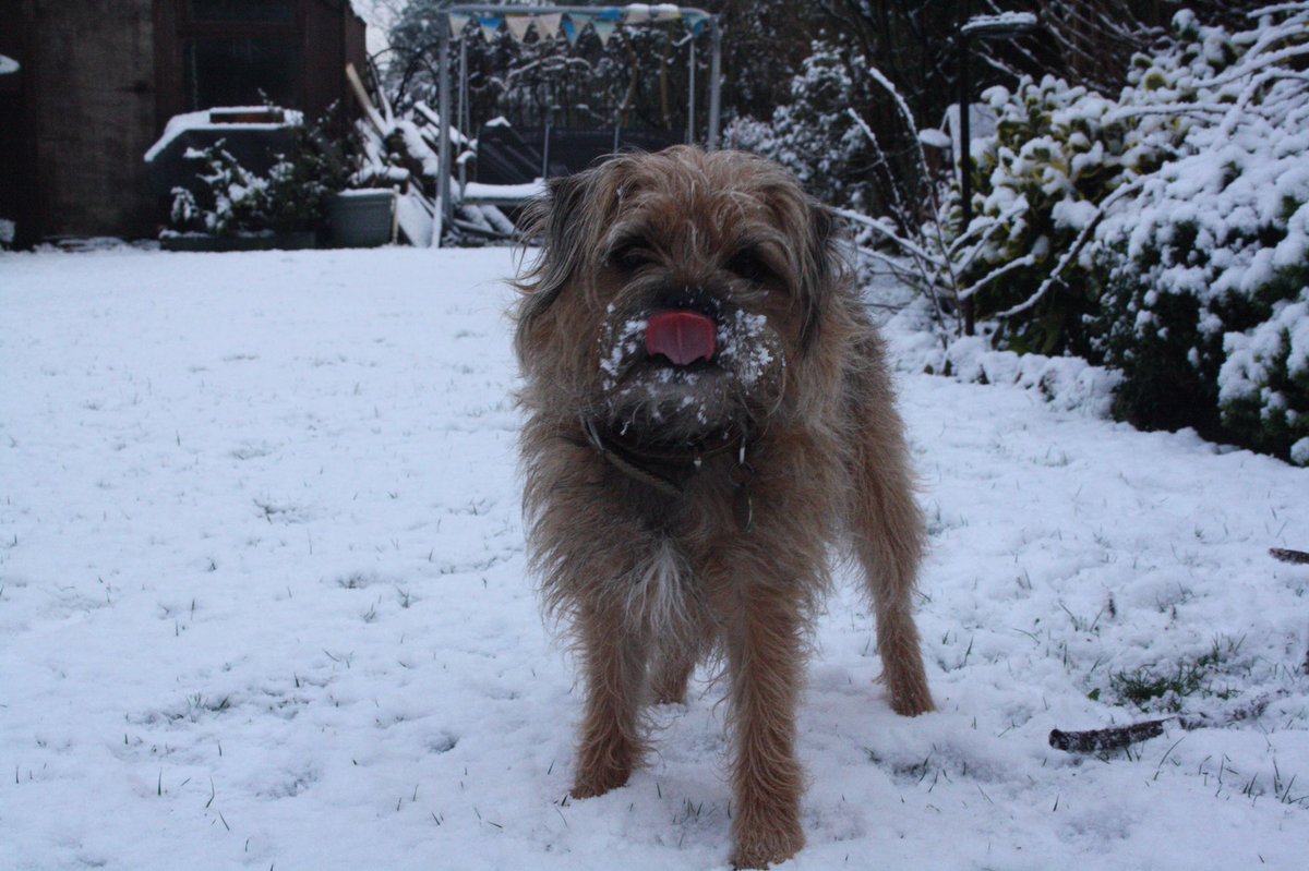 jack_border's tweet image. Tongue out in the snow ❄️I miss da ⛄️ snow ❄️ #TongueOutTuesday