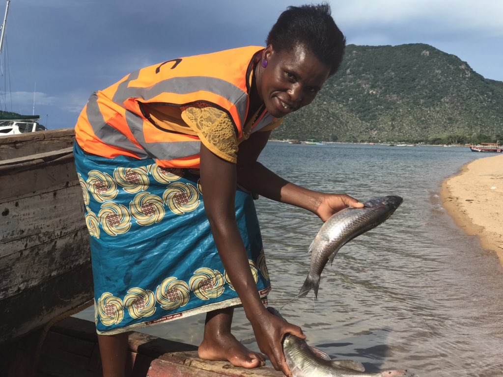 Issaquissa1's tweet photo. The results of Community led fish sanctuaries through @PactWorld led  #USAID funded #FISHproject is outstanding! More and bigger fish for the community 
@EmmanuelMalawi #mufc https://t.co/FwZ53rLqYw