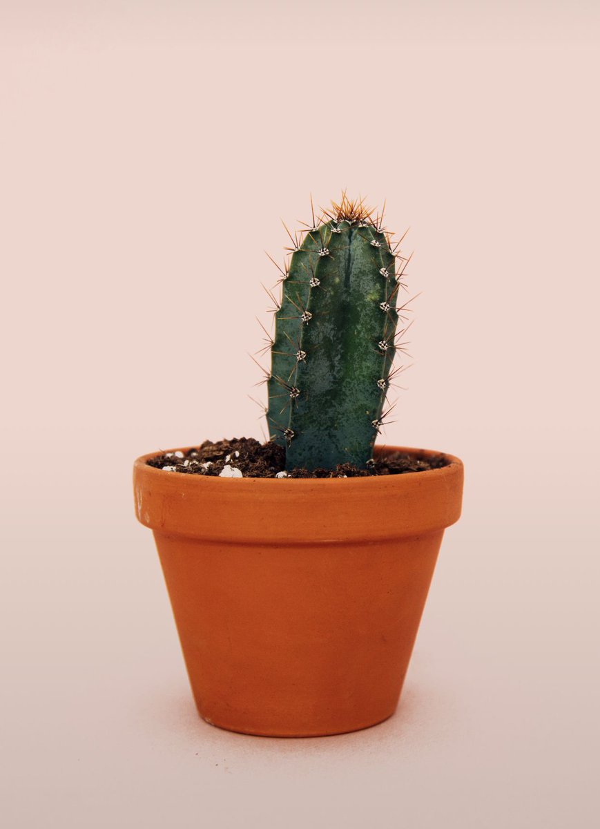 sucstu's tweet photo. I’m trying to turn Cact•I into Cact•US 💕🌵😏 
#punny #cactus https://t.co/r89JUvqUcm