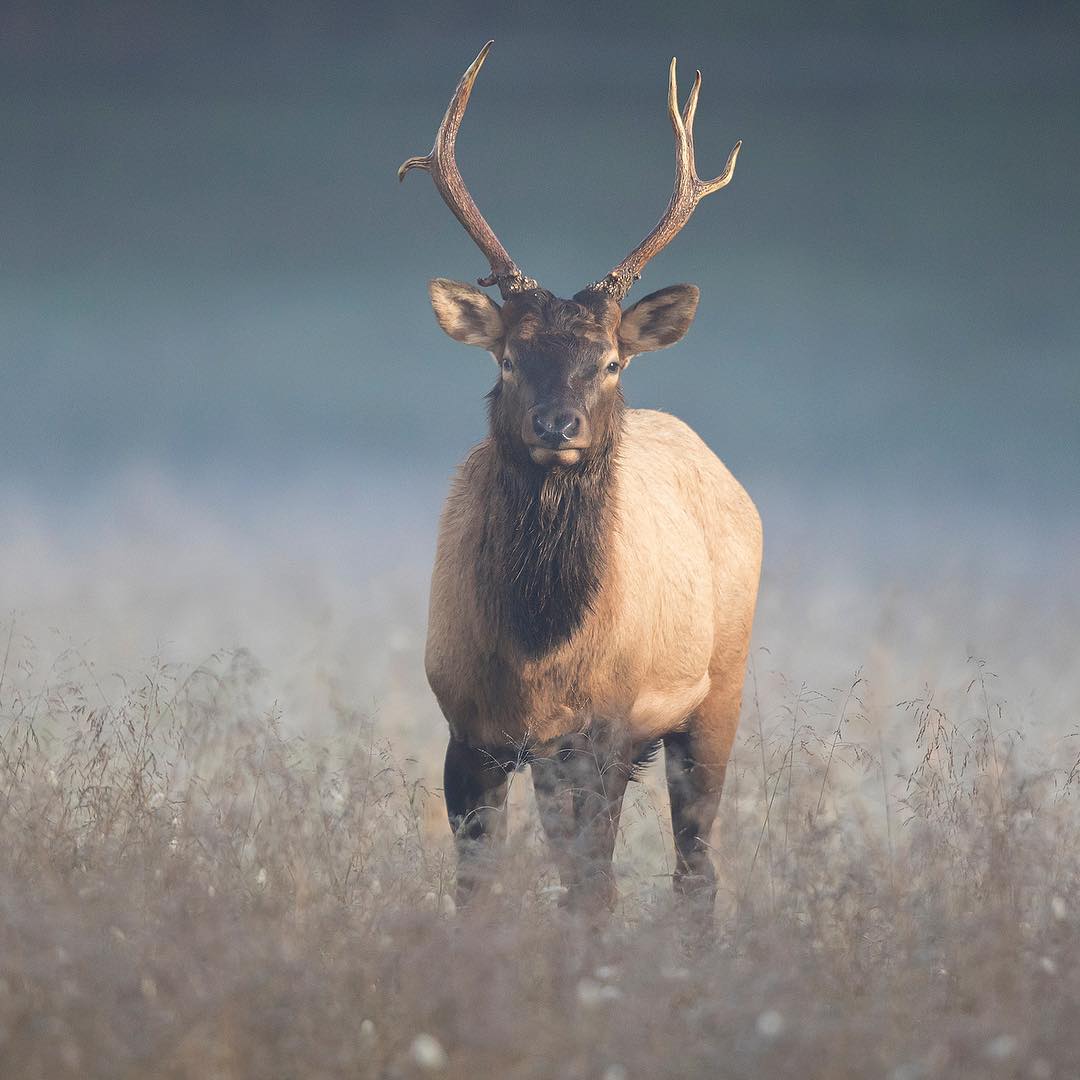 NCTourismLLC's tweet photo. Quite a few elk at Cherokee, NC! (photo: @stevekinnett) #repost nationalpark #ncpark #greatsmokymountains #ncnationalpark #cherokeenc #cherokee #cherokeenation #elk #ncelk #ncadventure #ncexplore #nctourism #nature #wildlife #ncwildlife https://t.co/nFkmzSgB5w