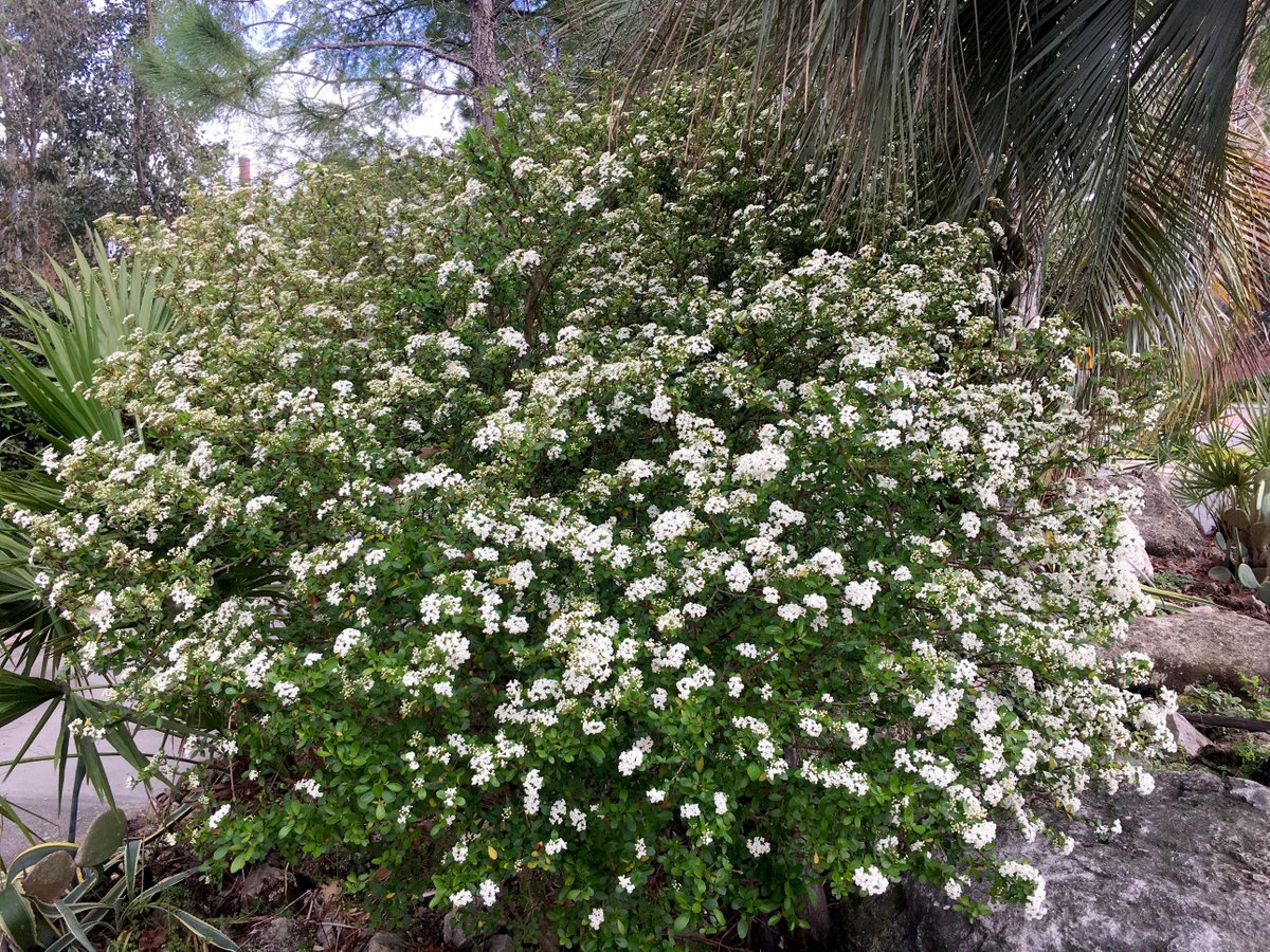 AndFsu's tweet photo. Walter's Viburnum (Viburnum obovatum) starting to bloom today near the Leach Center. This native shrub is covered in clusters of tiny white flowers in late Winter and early Spring. https://t.co/K6AnUlGT1w
