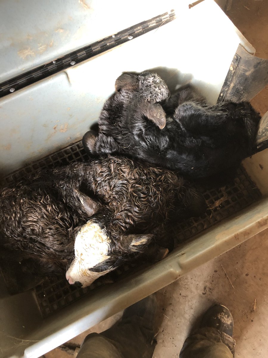 Calving 2019 has begun