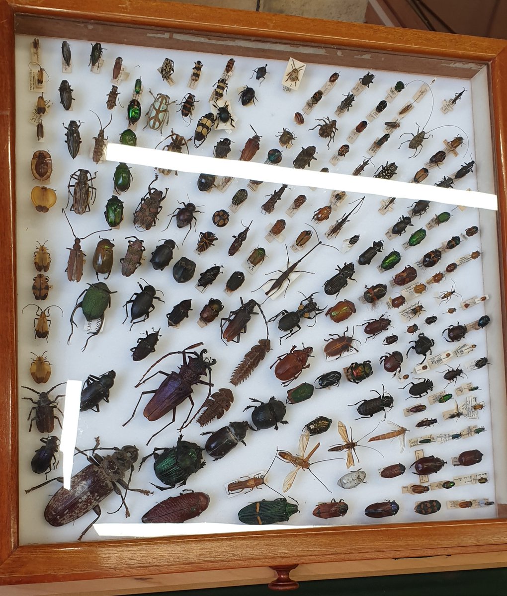 earmstrong91's tweet photo. Really enjoyable day at @NHM_London. One of largest collections of insects in the world (and some of the oldest)! 😯 Darwin would be proud! #DarwinDay #MScEntoRes @UniRdg_Ento https://t.co/er1udsvO8s