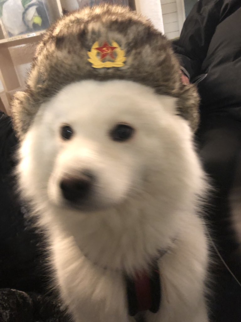 Comrade Doggo Coub The Biggest Video Meme Platform