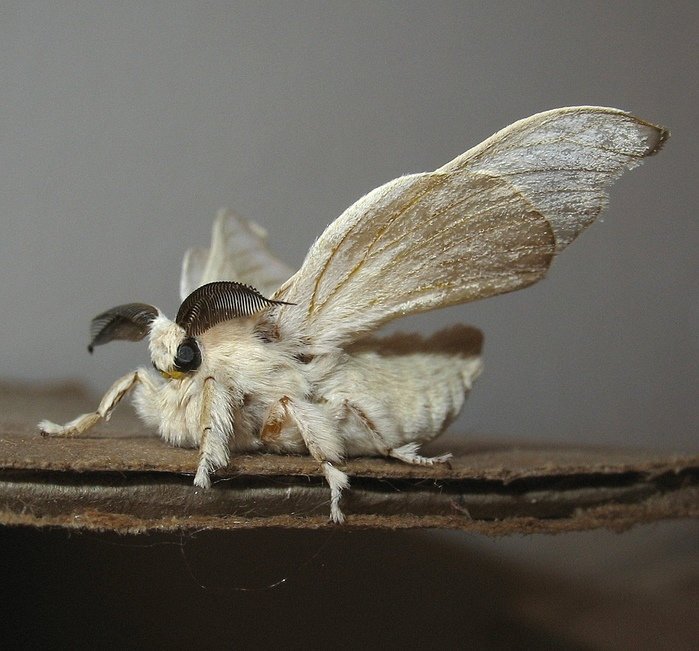 тутовый шелкопряд бабочка. бабочка шелкопряда. бабочка шелкопряда. мотылек тутового шелкопряда. бабочка шелкопряда.